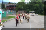 Swiss cows mit bells