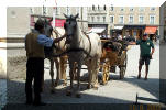 Boothy with our horse and cart