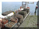 Fruits de mer being landed